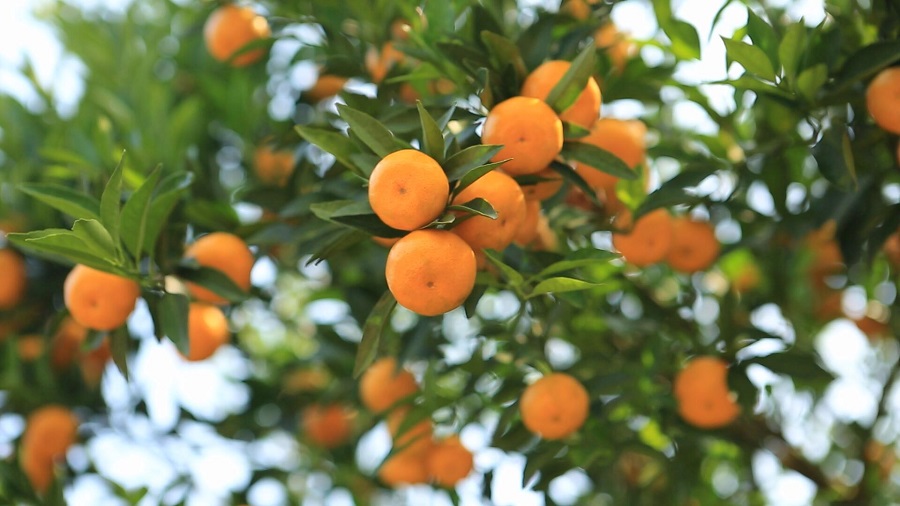 柑橘使用莱瑞肥后增产增收更高效