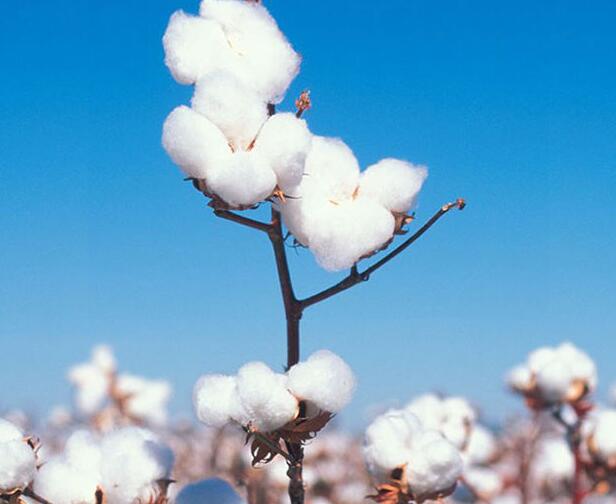 棉花配方施肥技术