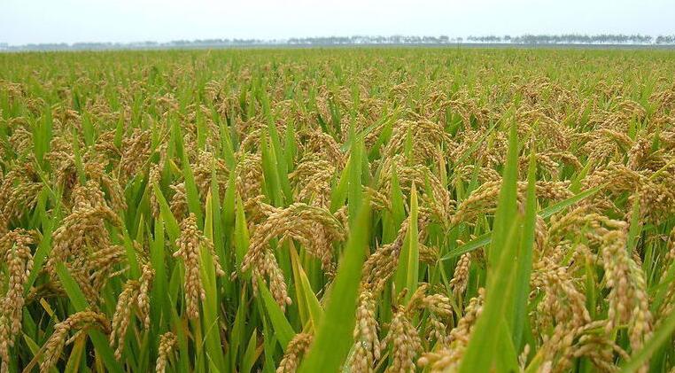 水稻配方施肥技术