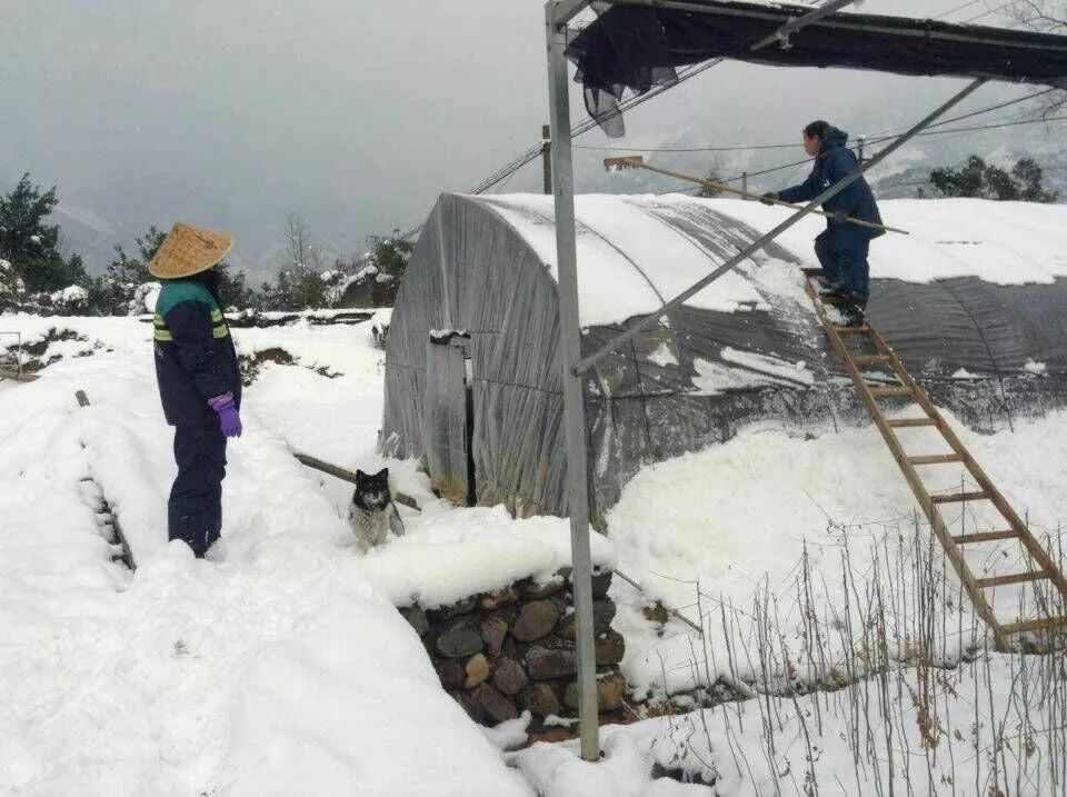 早春降雪设施栽培草莓要注意点啥？