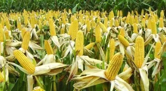 农作物科学施肥之春玉米篇