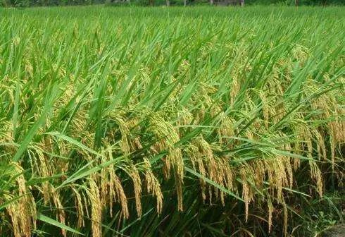 农作物科学施肥之水稻篇