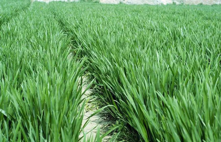 农作物科学施肥之小麦篇