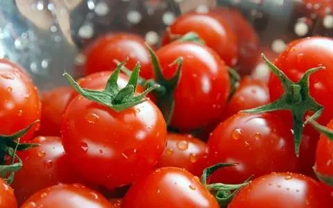 农作物科学施肥之设施番茄篇