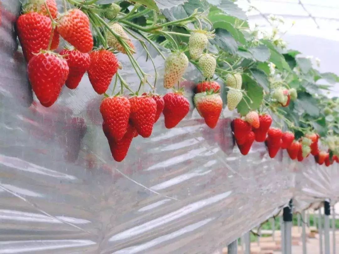 草莓高架栽培与传统栽培管理环境的区别