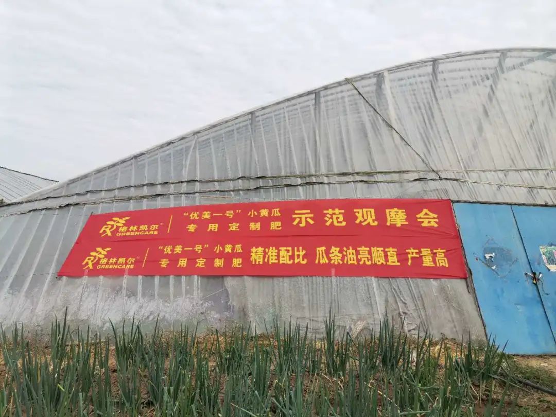 格林凯尔®莱瑞® “优美一号”小黄瓜专用定制肥示范观摩会在山东寿光召开