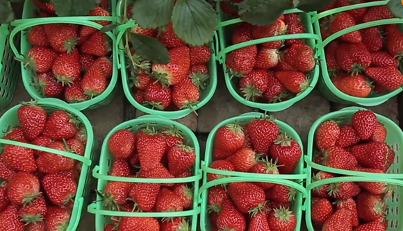 格林凯尔肥料在草莓上的应用