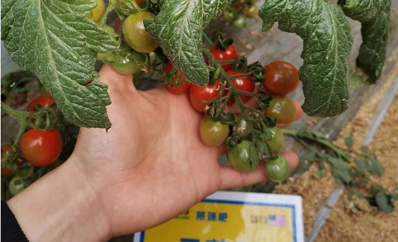 “釜山88”番茄肥水管理这样做，肉质饱满卖相好！