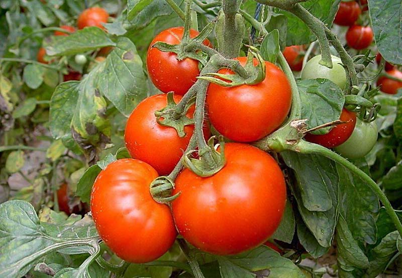 西红柿使用莱瑞肥后的效果