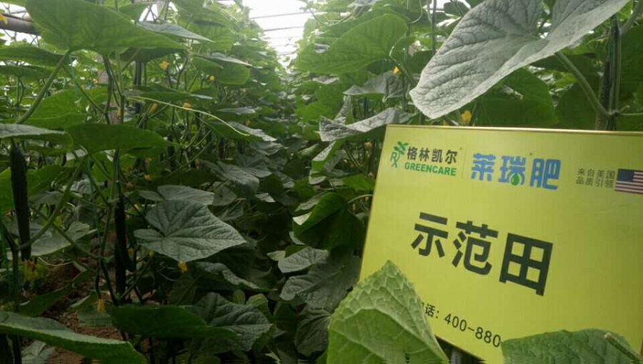 聊城市莘县河店镇杜家村黄瓜种植户
