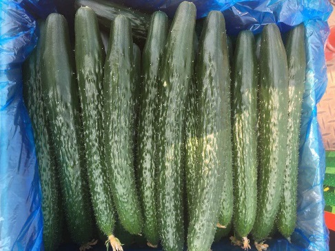聊城市莘县河店镇杜家村黄瓜种植户