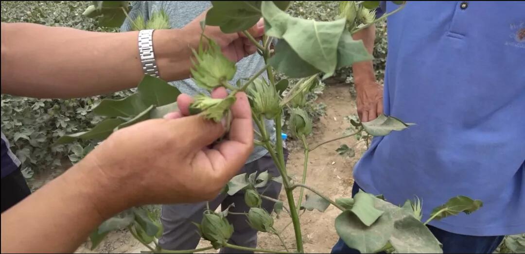 棉花分支生长