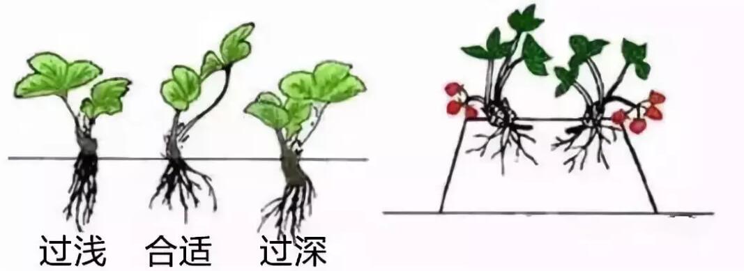 栽植深度