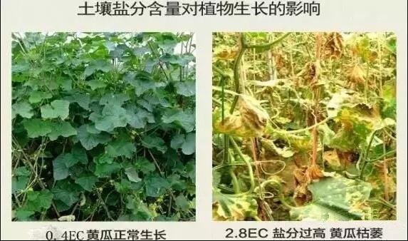 土壤EC值