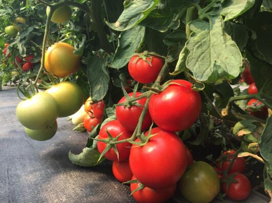 番茄肥水管理
